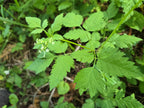 Osmorhiza berteroi