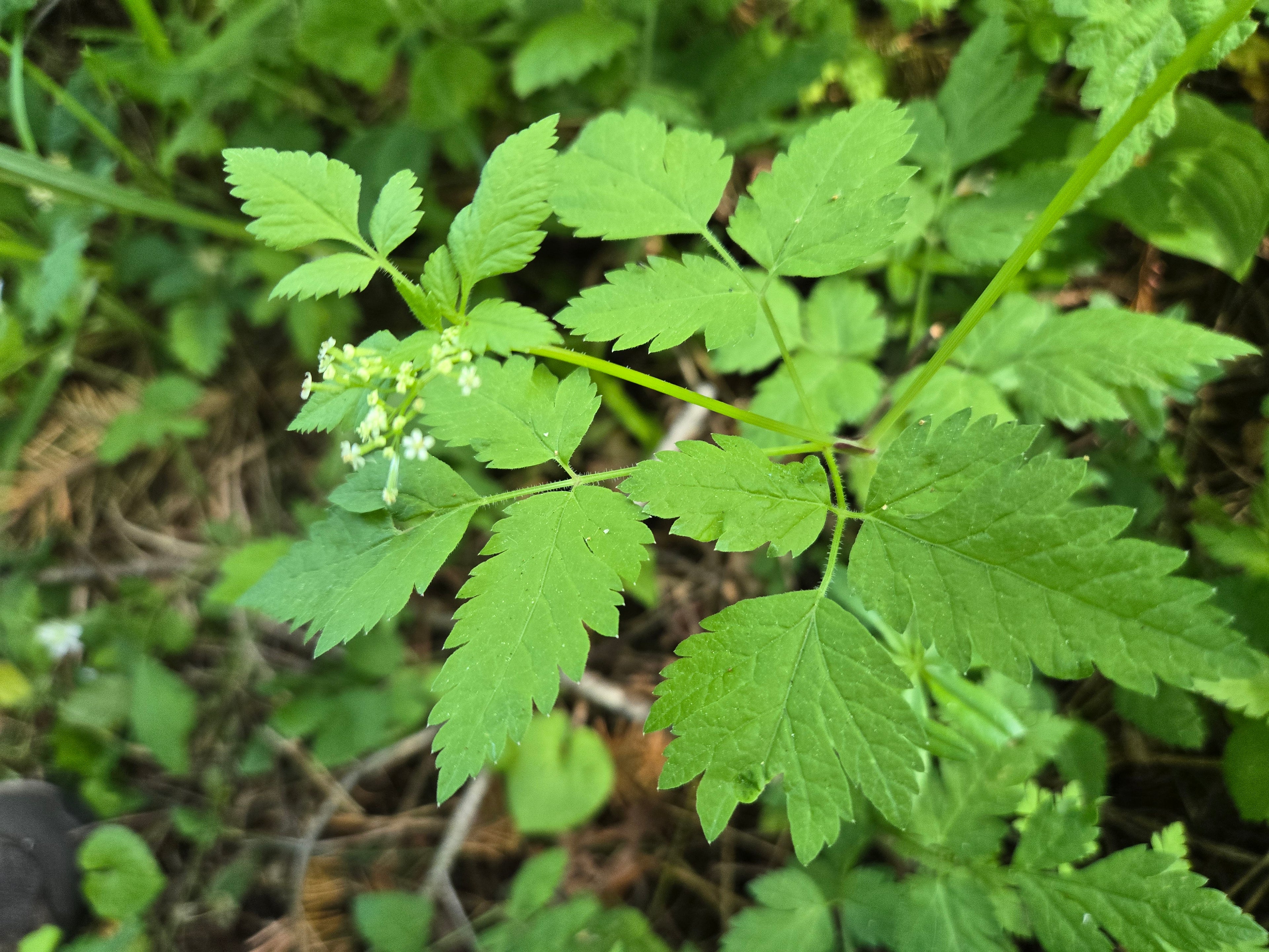 Osmorhiza berteroi