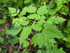 Osmorhiza berteroi