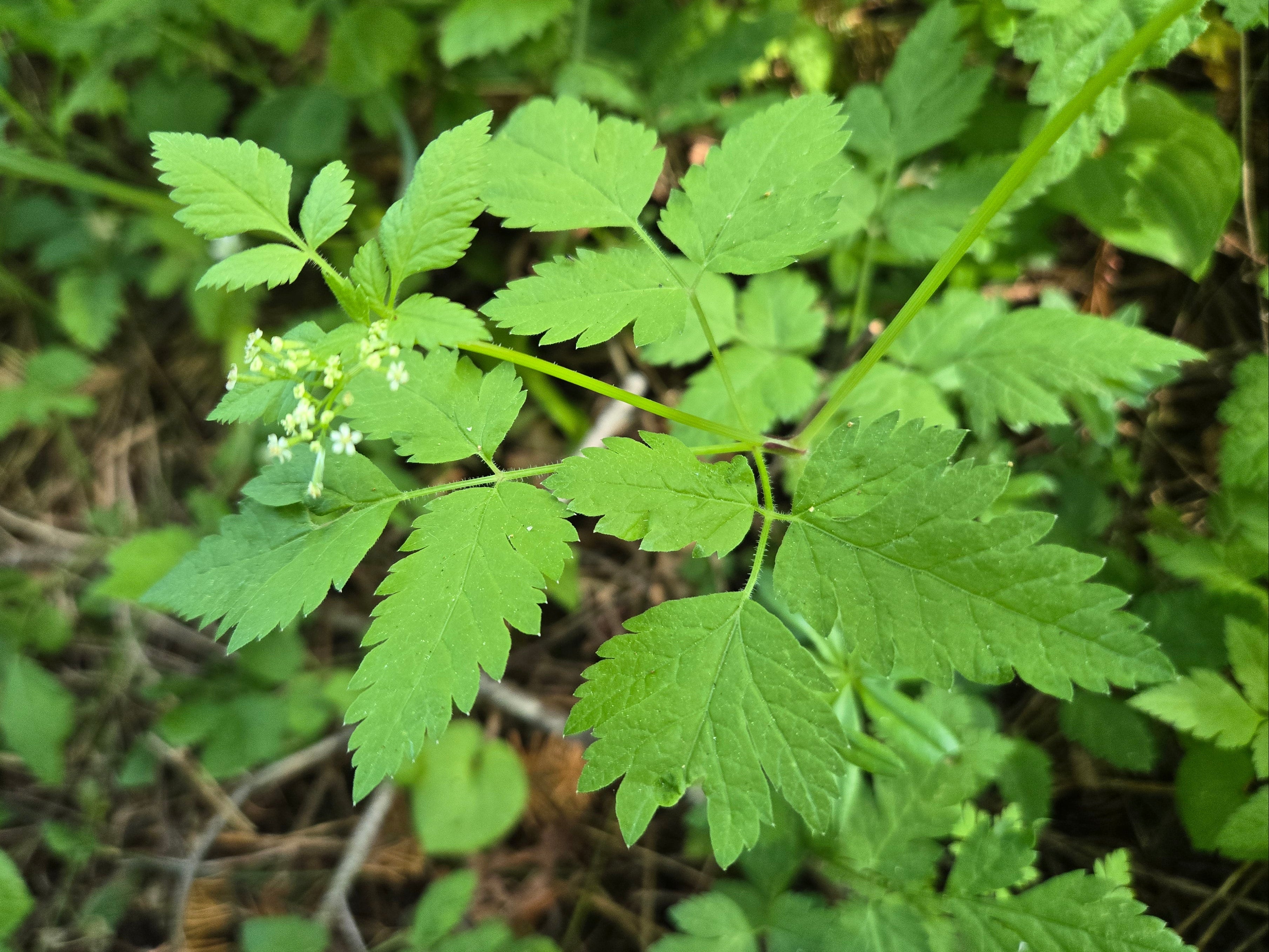 Osmorhiza berteroi