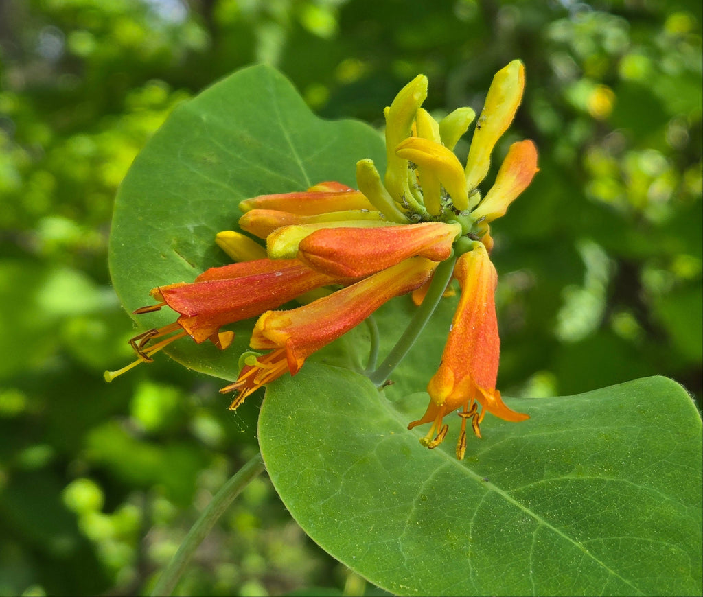 Lonicera ciliosa