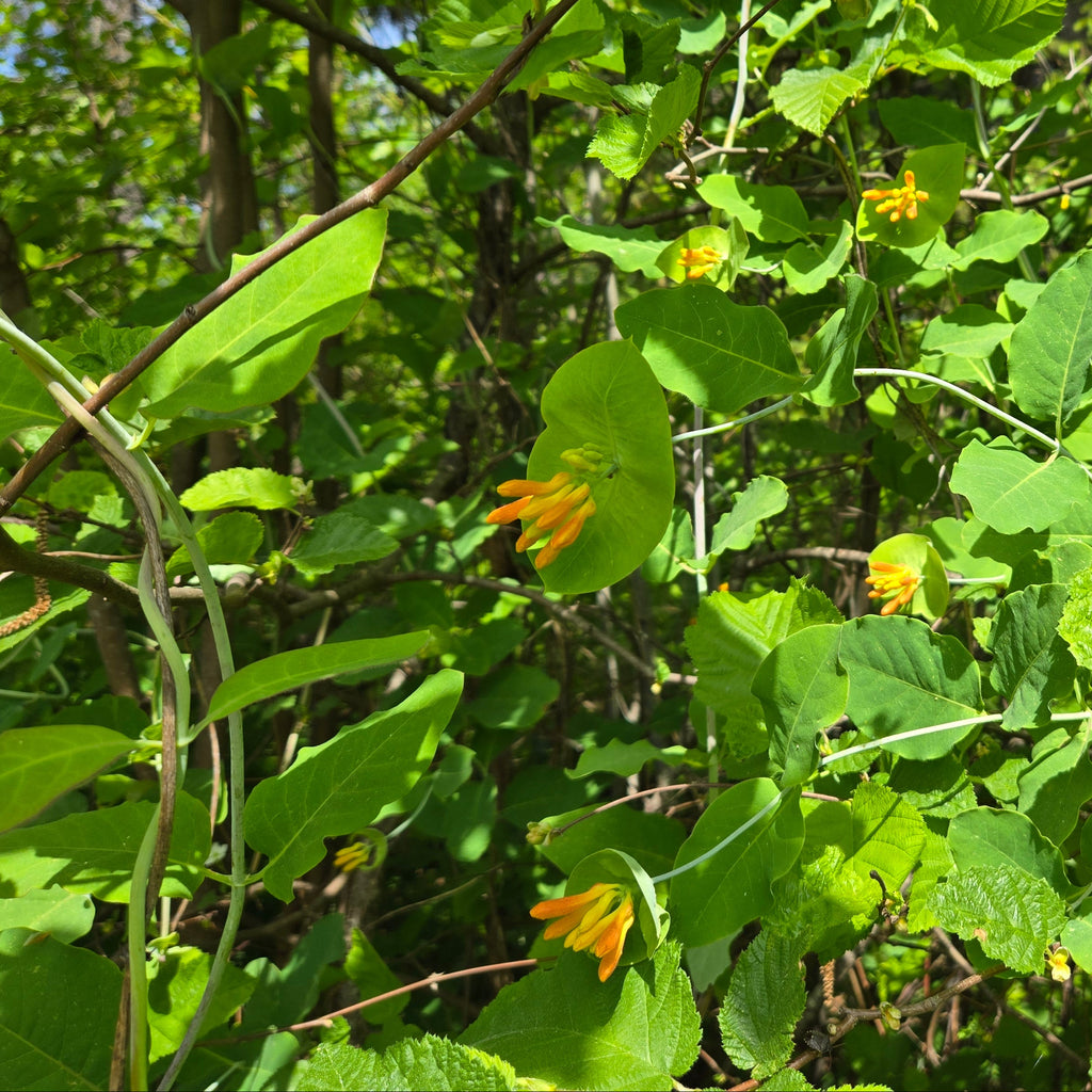 Lonicera ciliosa