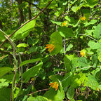 Lonicera ciliosa