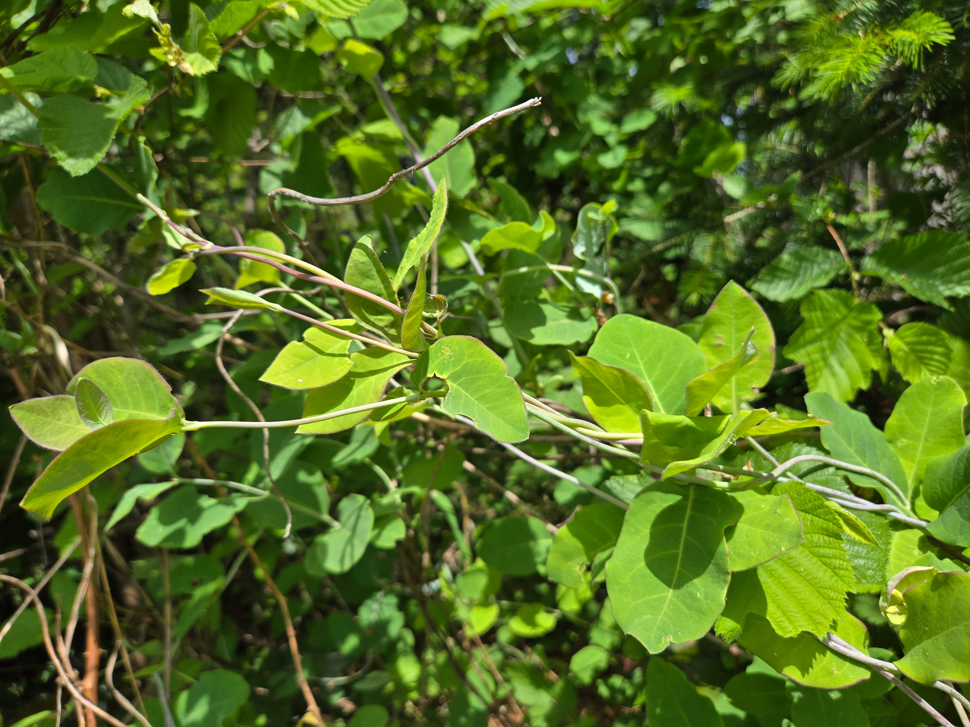 Lonicera ciliosa