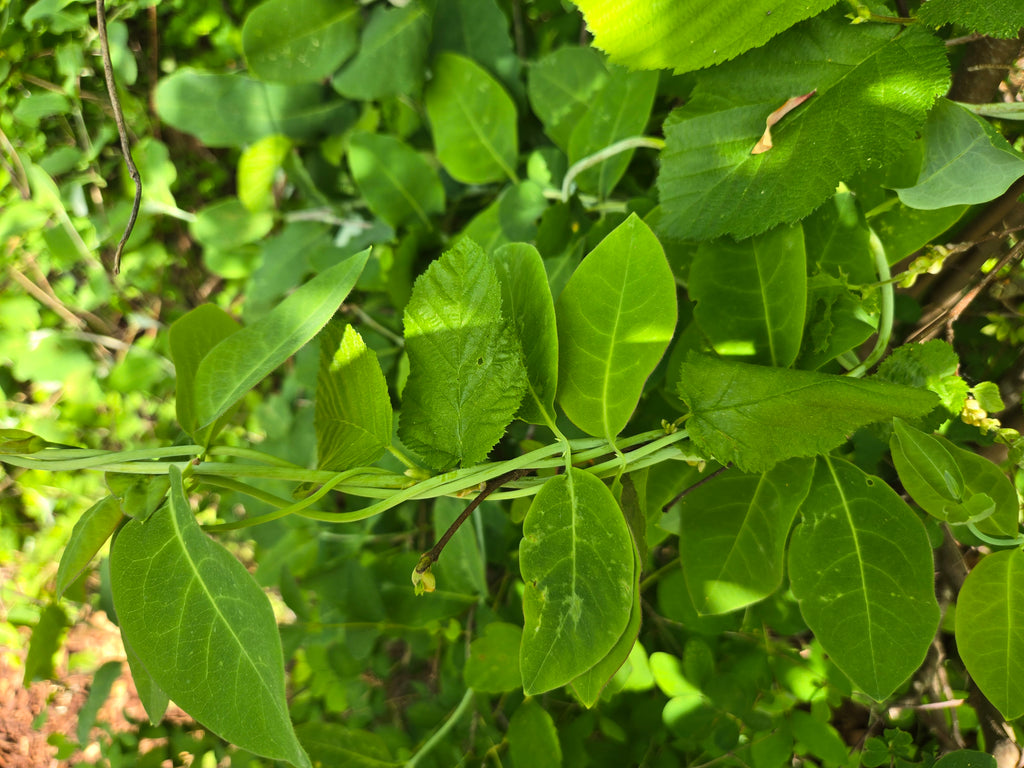 Lonicera ciliosa on Corylus cornuta