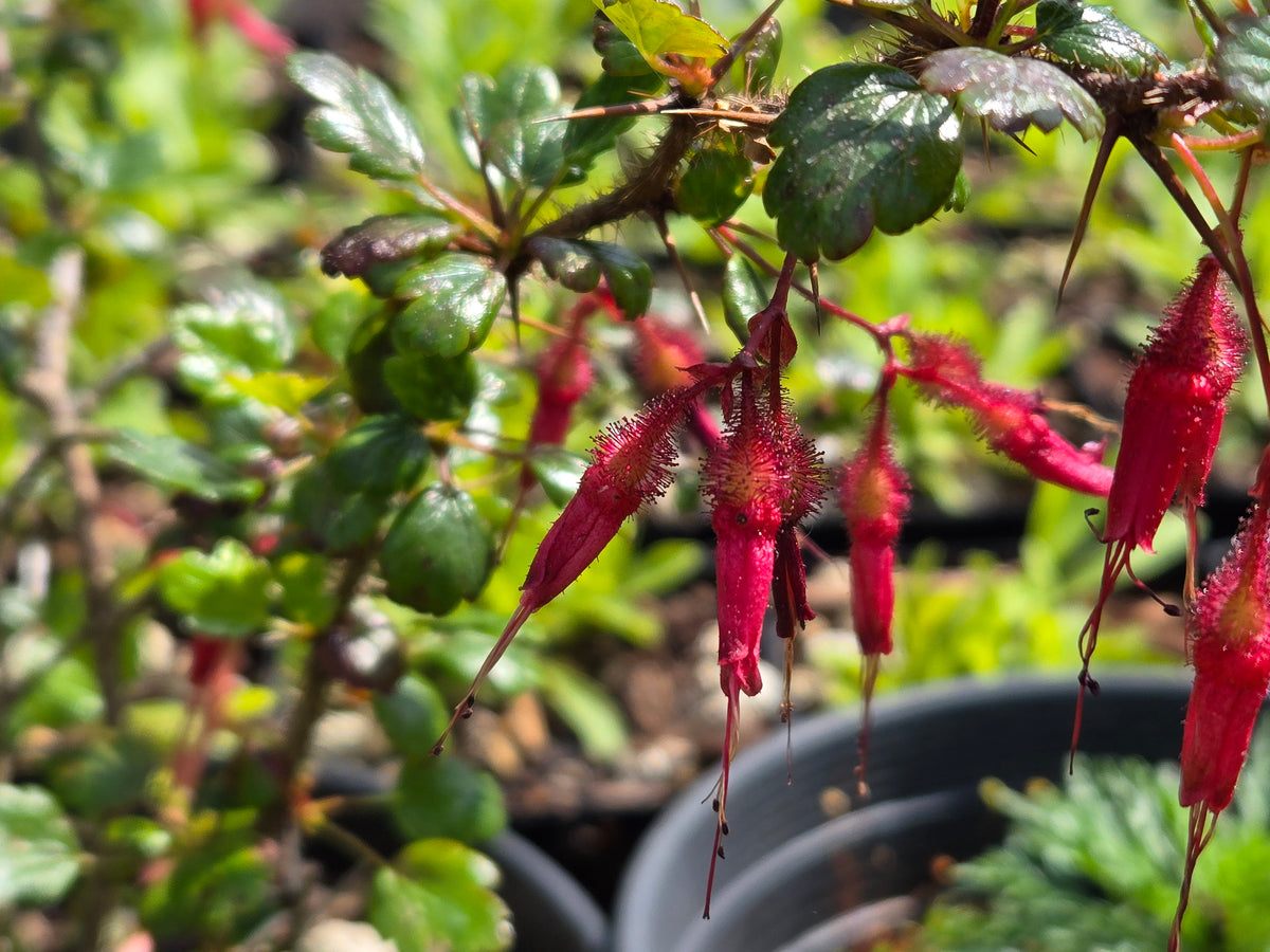 Ribes speciosus