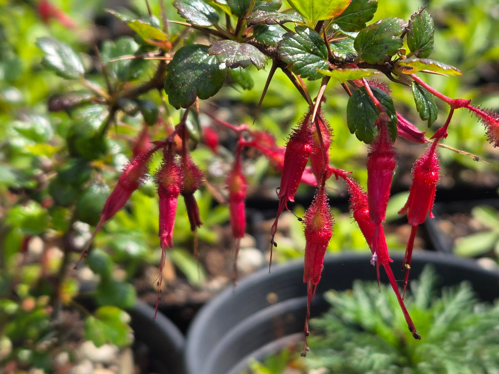 Ribes speciosus