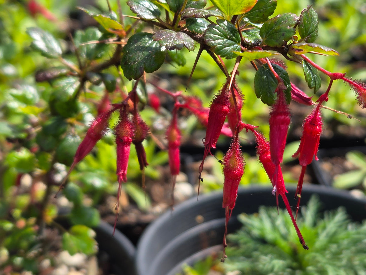 Ribes speciosus