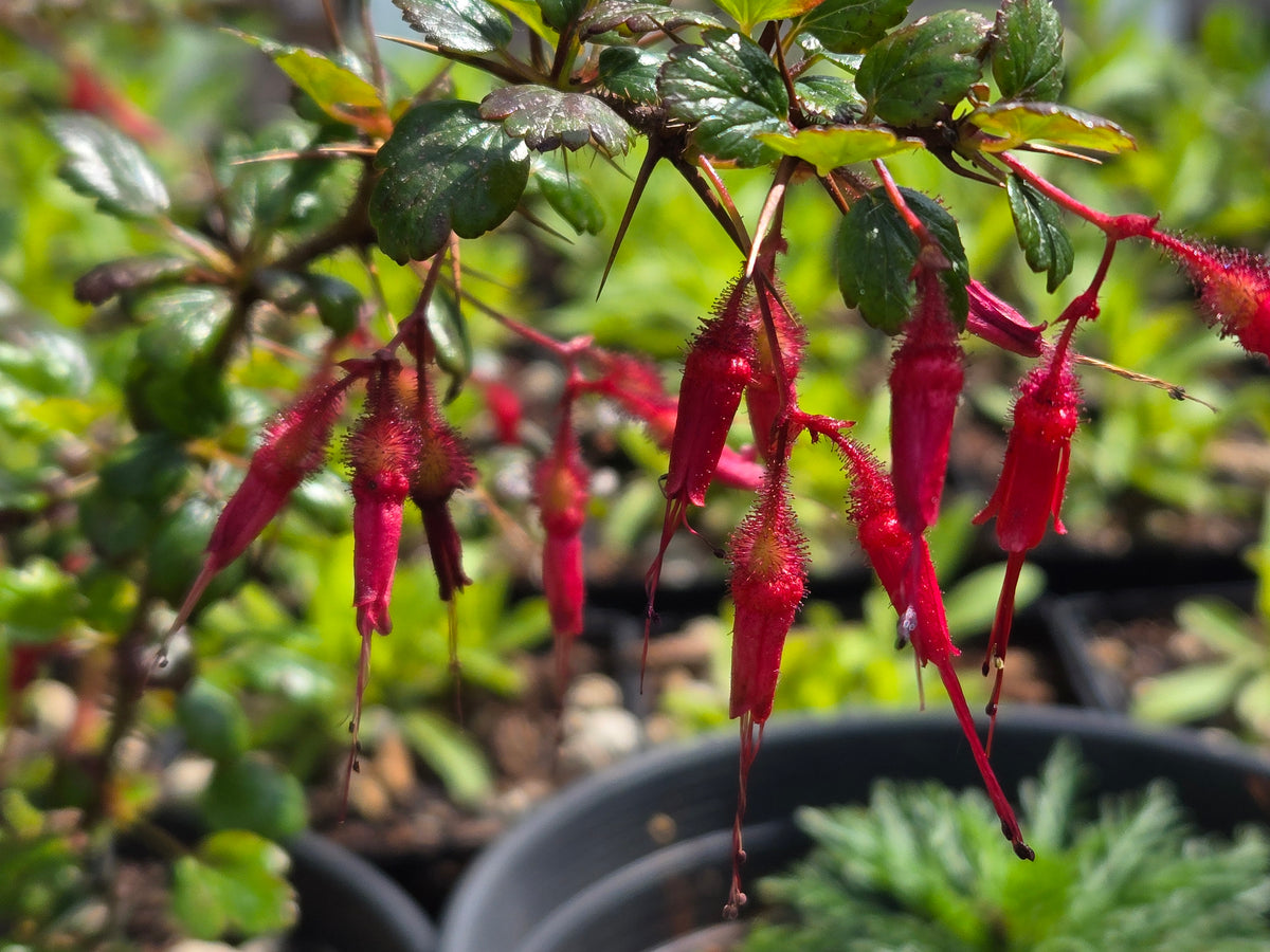 Ribes speciosus