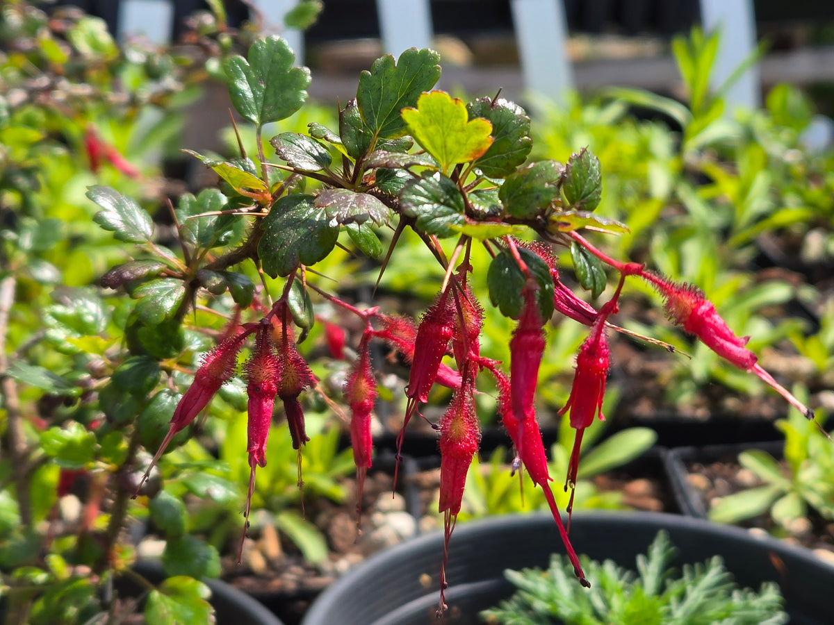 Ribes speciosus