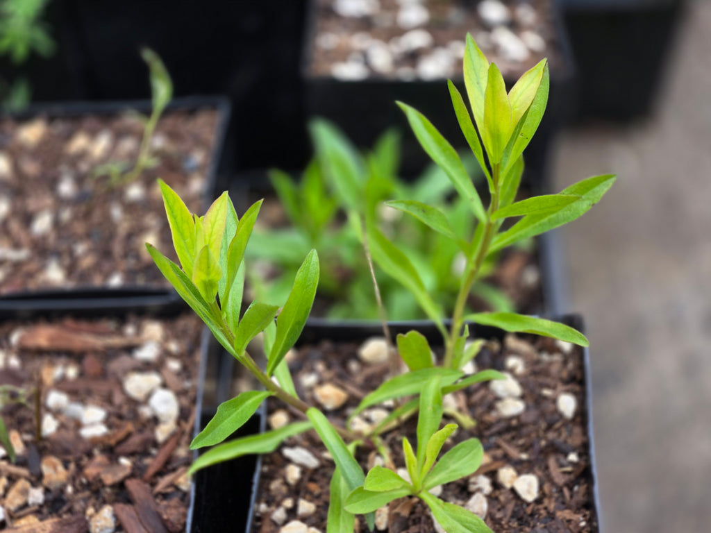 Sericocarpus oregonensis
