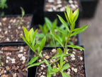 Sericocarpus oregonensis