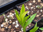 Sericocarpus oregonensis