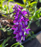 Vicia americana