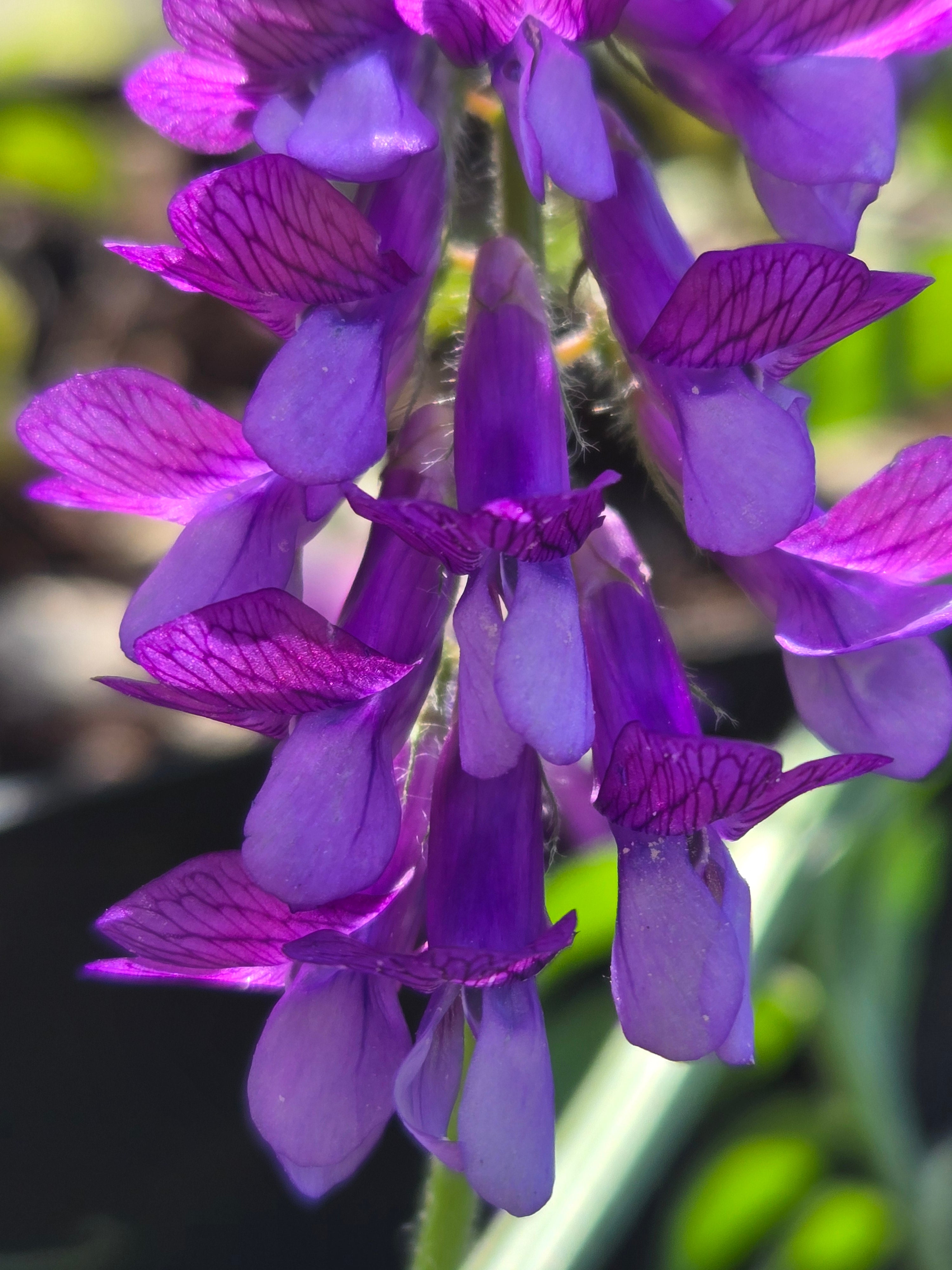 Vicia americana