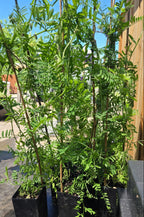 Vicia americana