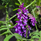 Vicia americana