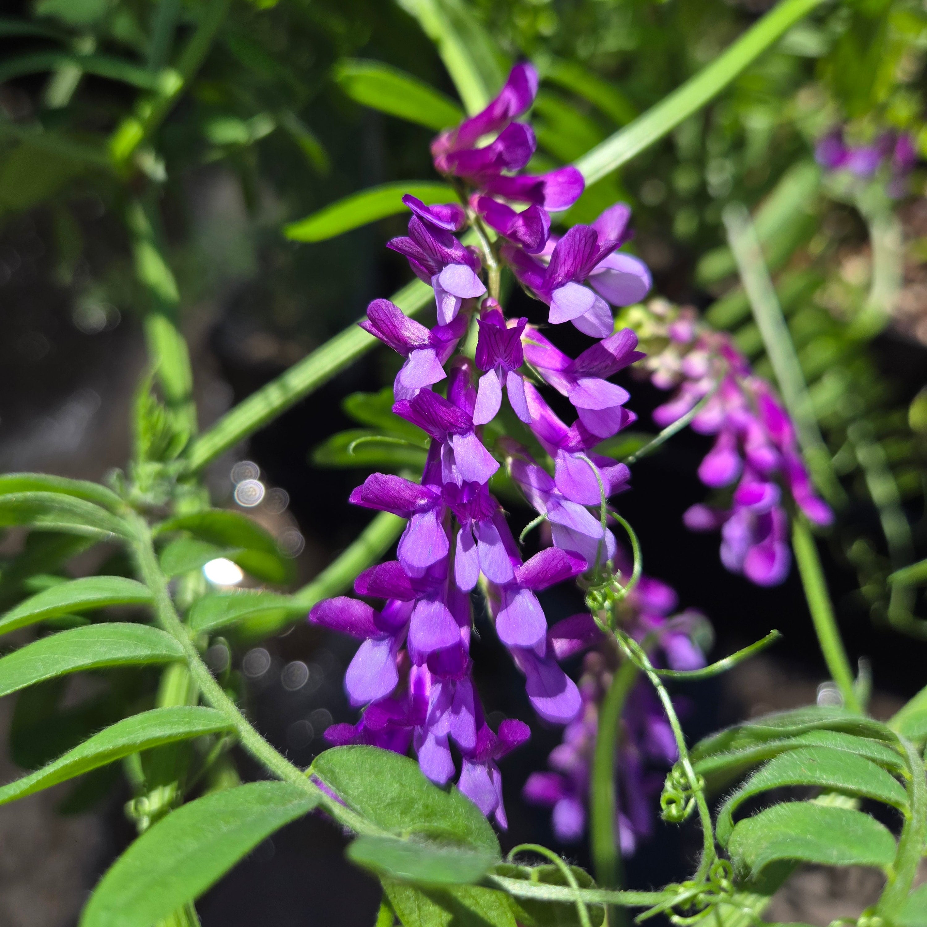 Vicia americana
