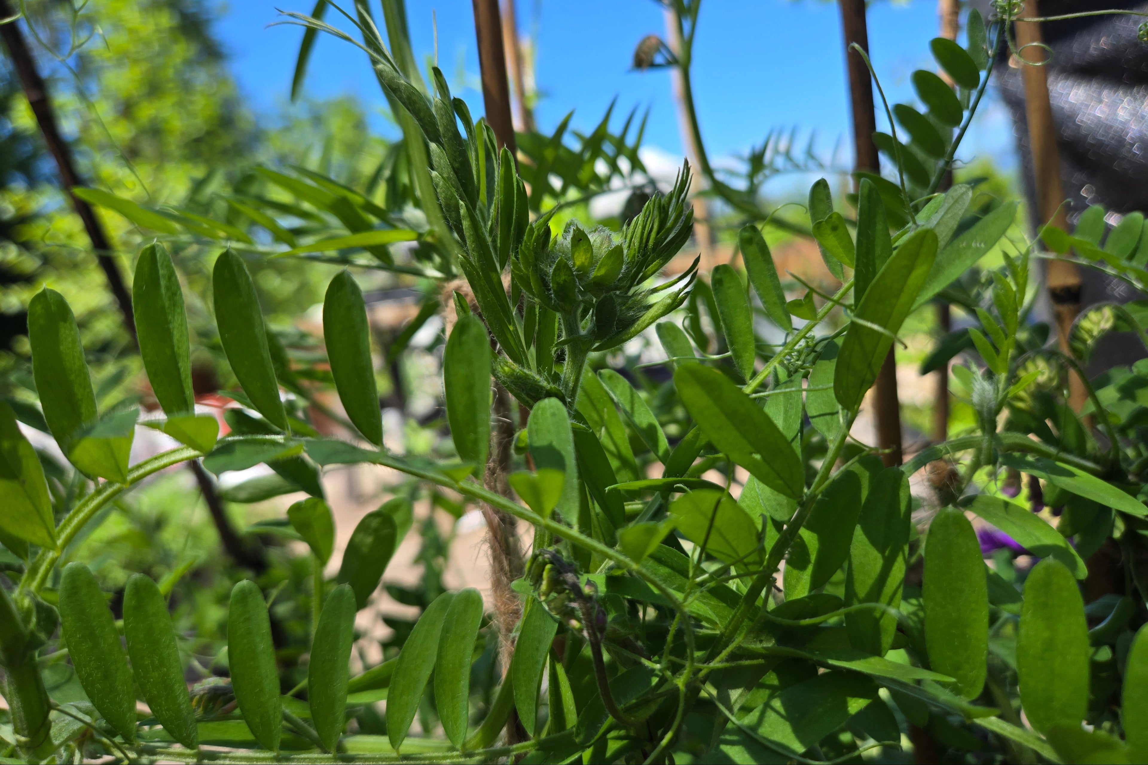 Vicia americana
