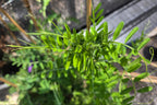 Vicia americana