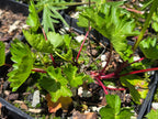 Sidalcea oregana