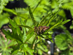Sidalcea oregana