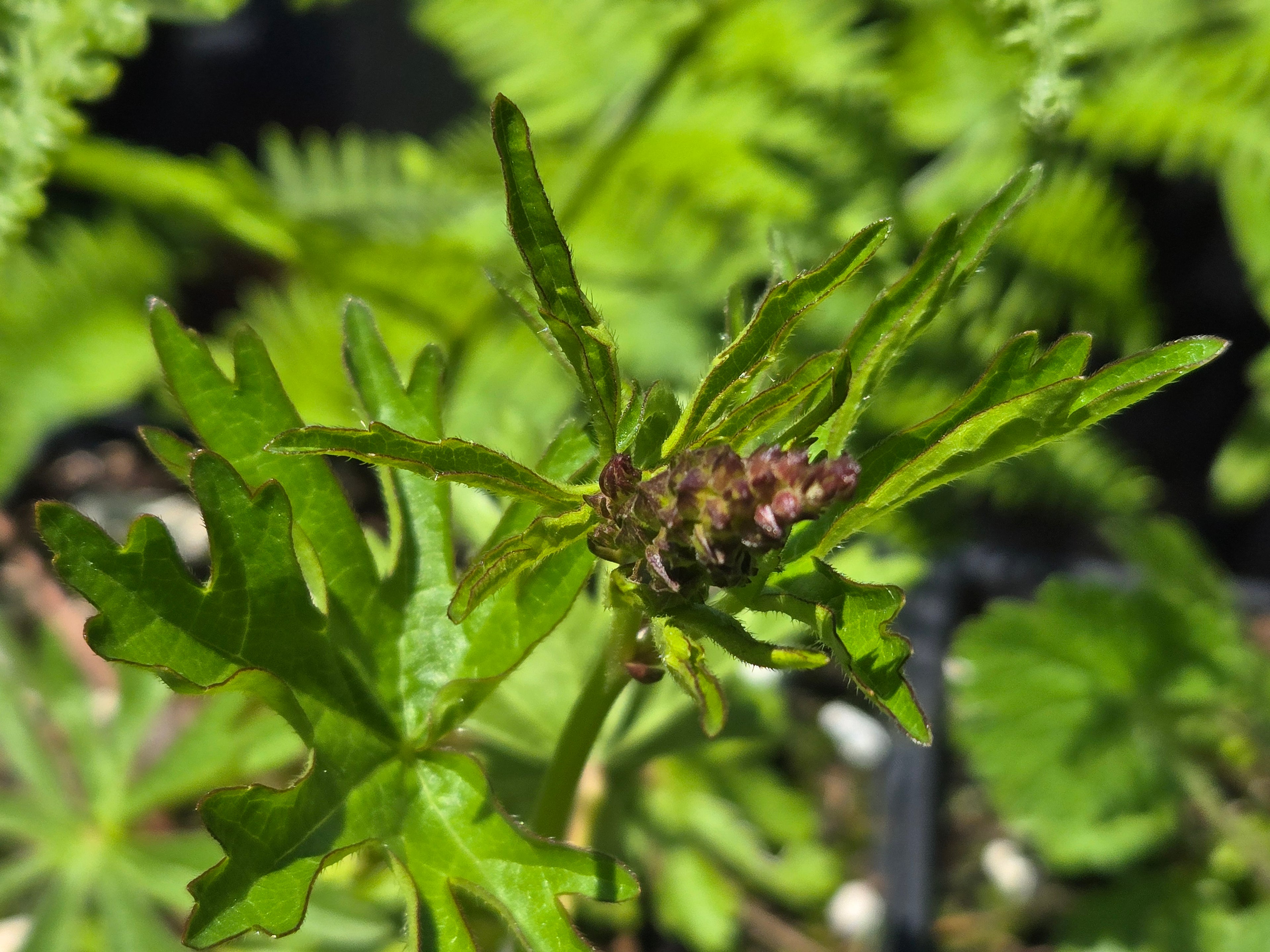 Sidalcea oregana