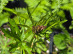 Sidalcea oregana