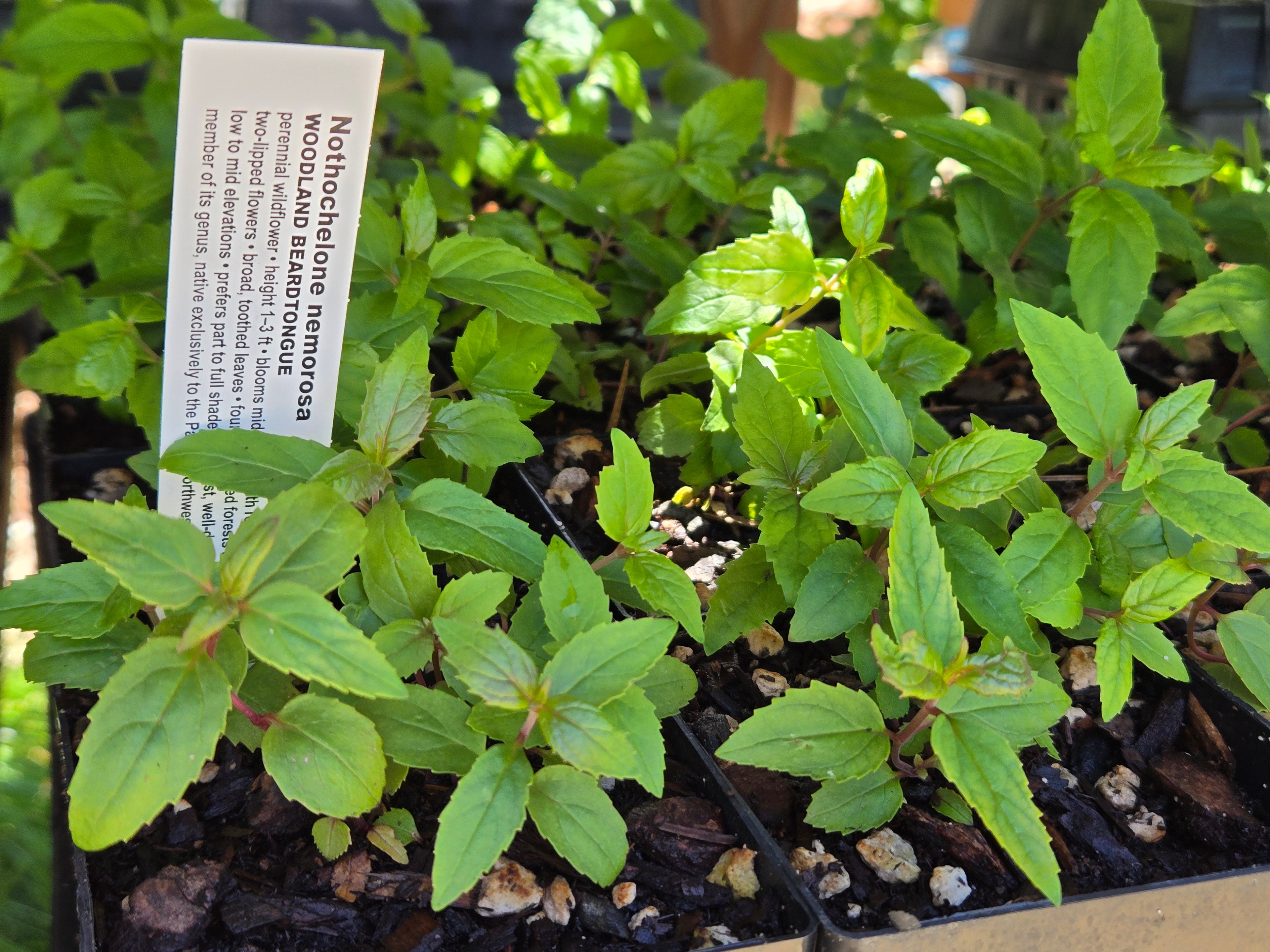 Nothochelone nemorosa