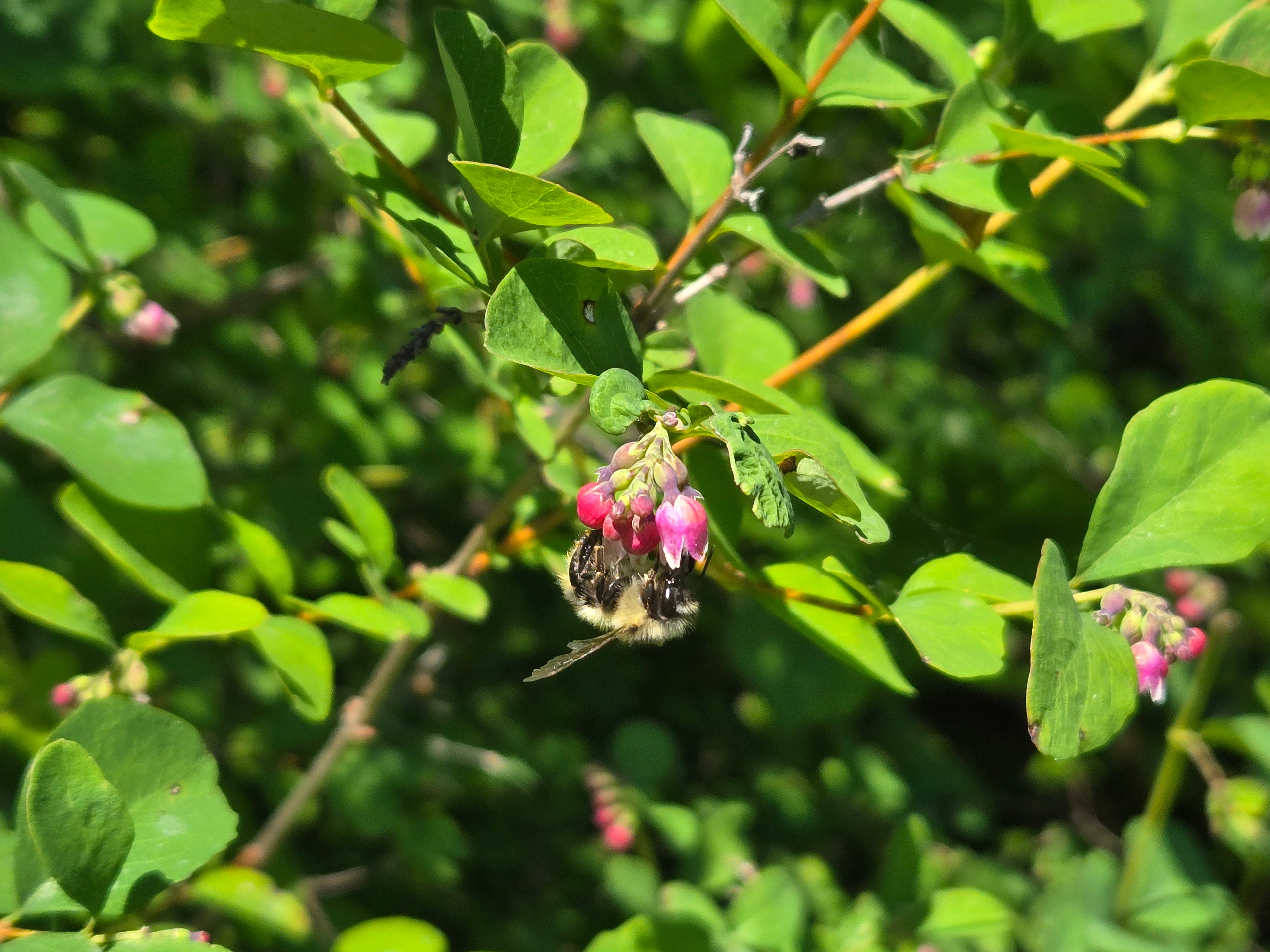 Symphoricarpus albus