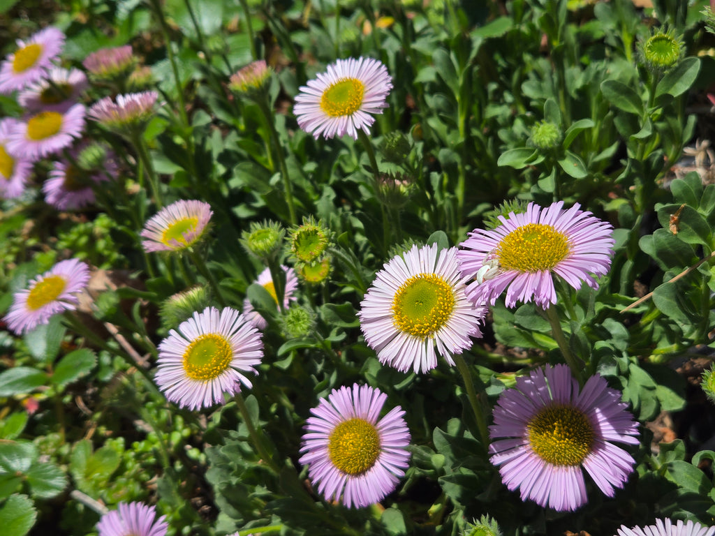 Erigeron glaucus