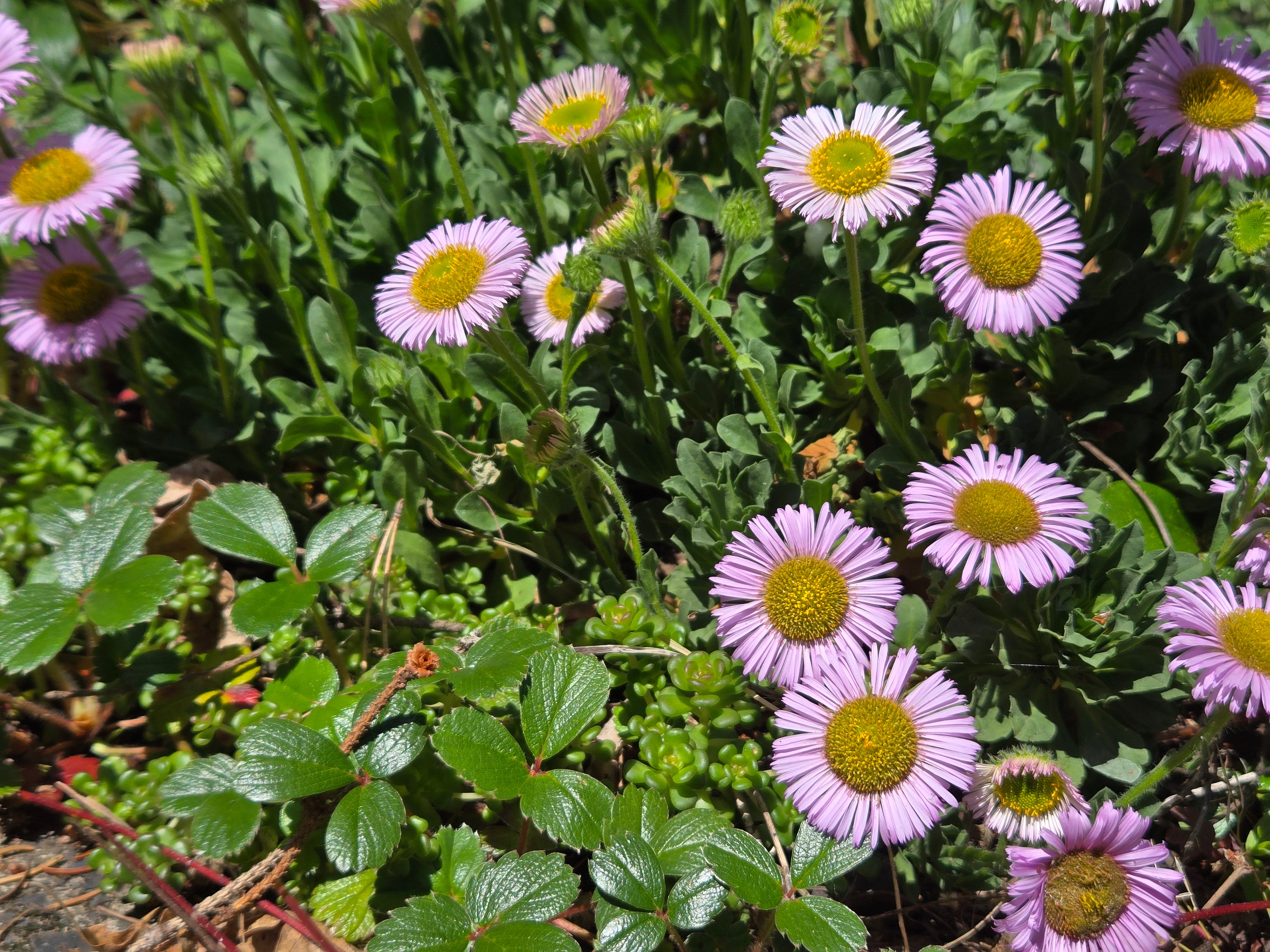Erigeron glaucus