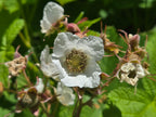 Rubus parviflorus