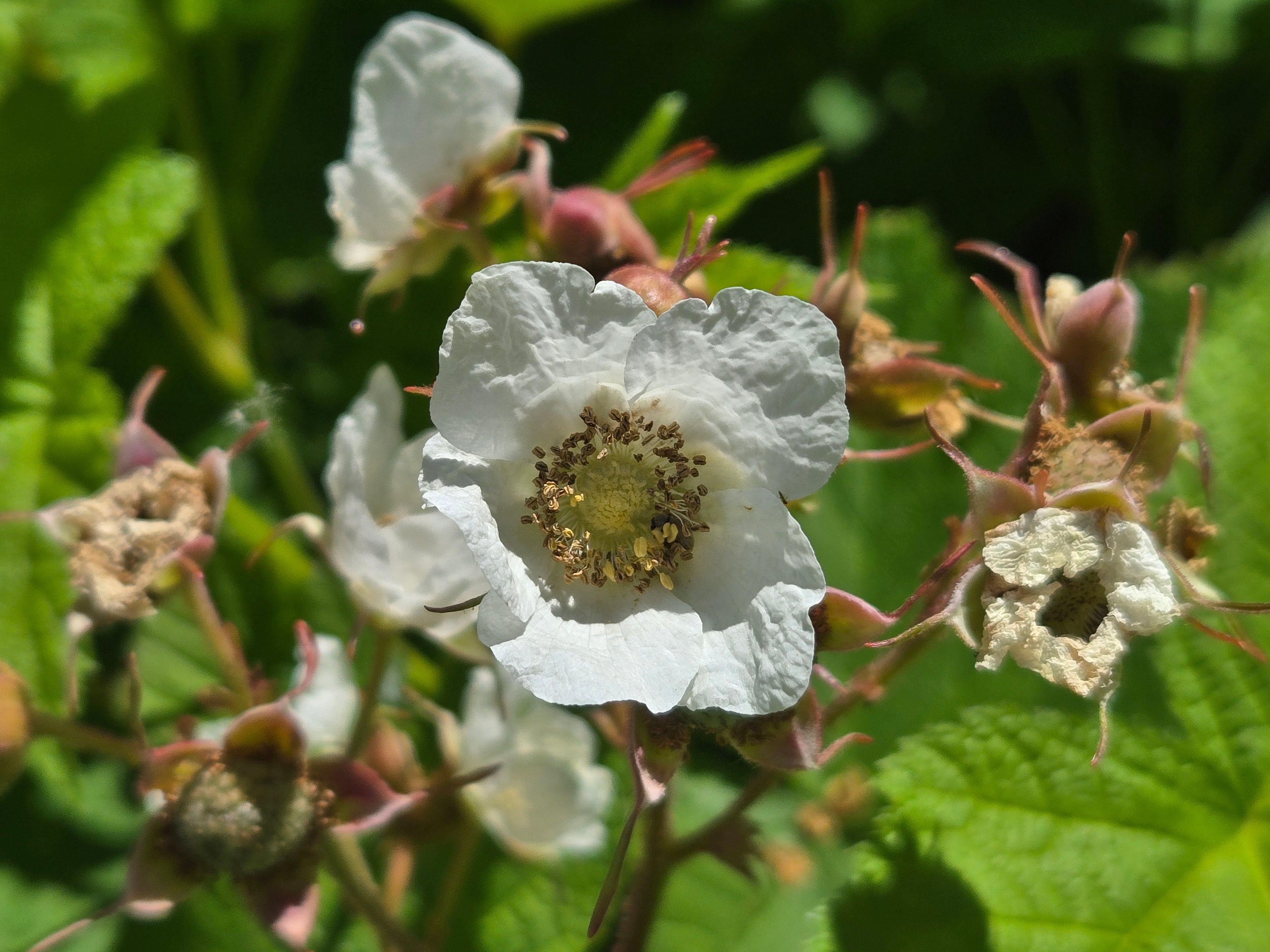 Rubus parviflorus