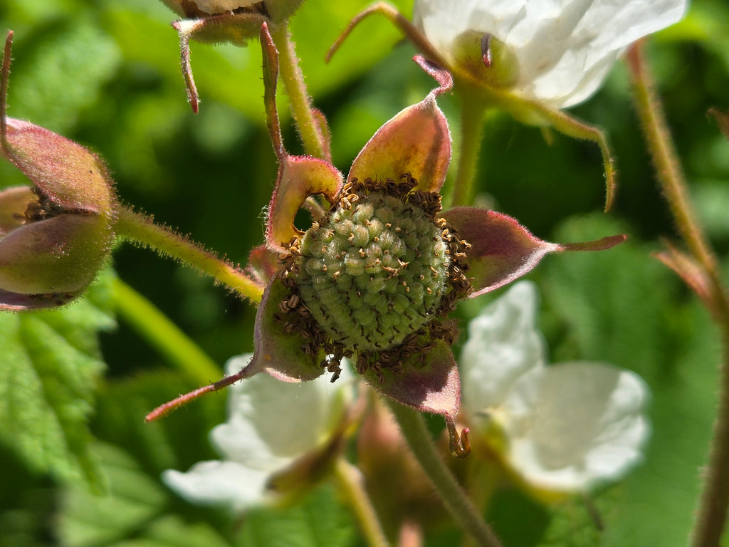 Rubus parviflorus