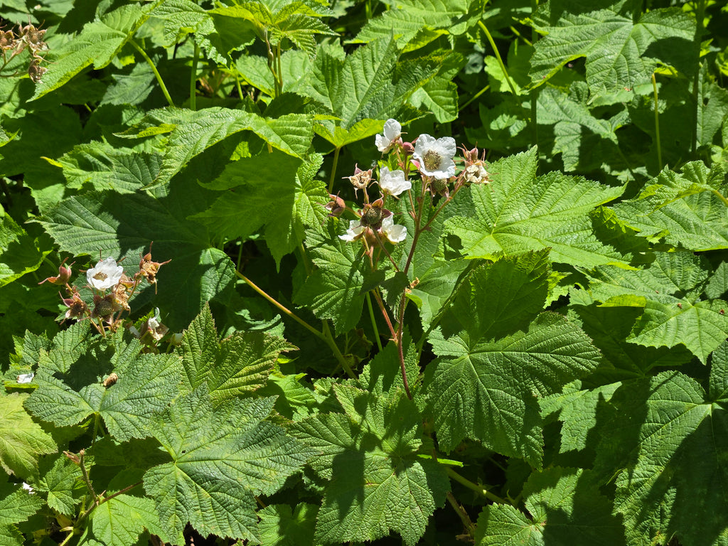 Rubus parviflorus