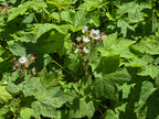 Rubus parviflorus
