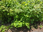 Rubus parviflorus