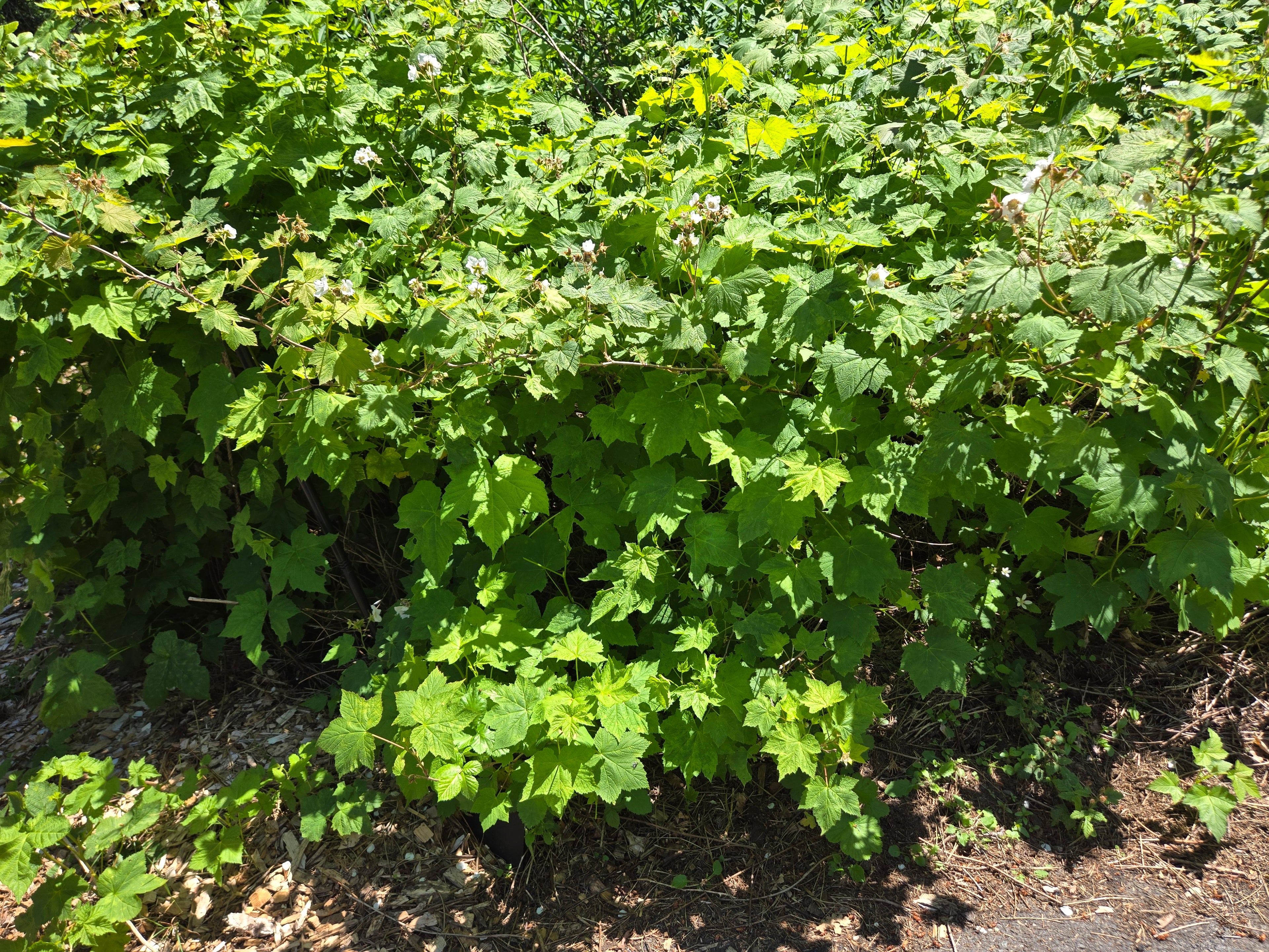 Rubus parviflorus
