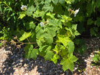Rubus parviflorus