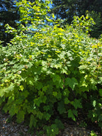 Rubus parviflorus