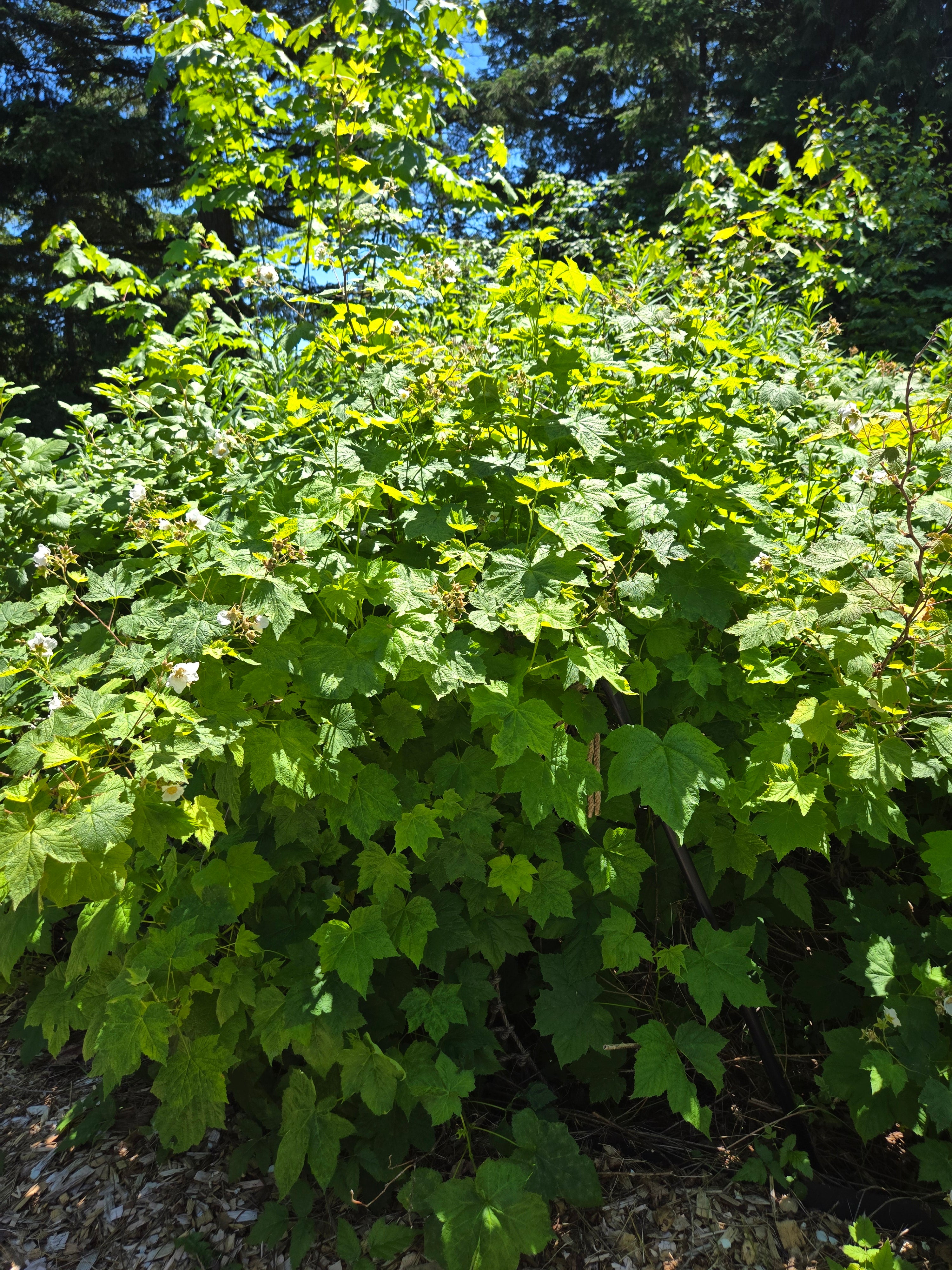 Rubus parviflorus