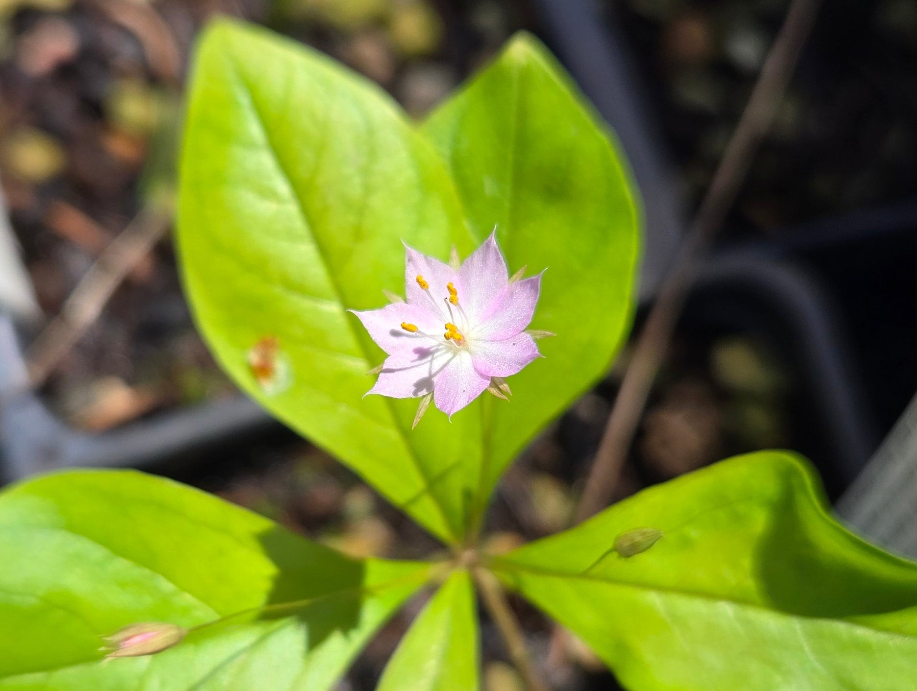 Lysimachia latifolia