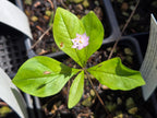 Lysimachia latifolia