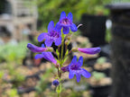 Penstemon subserratus