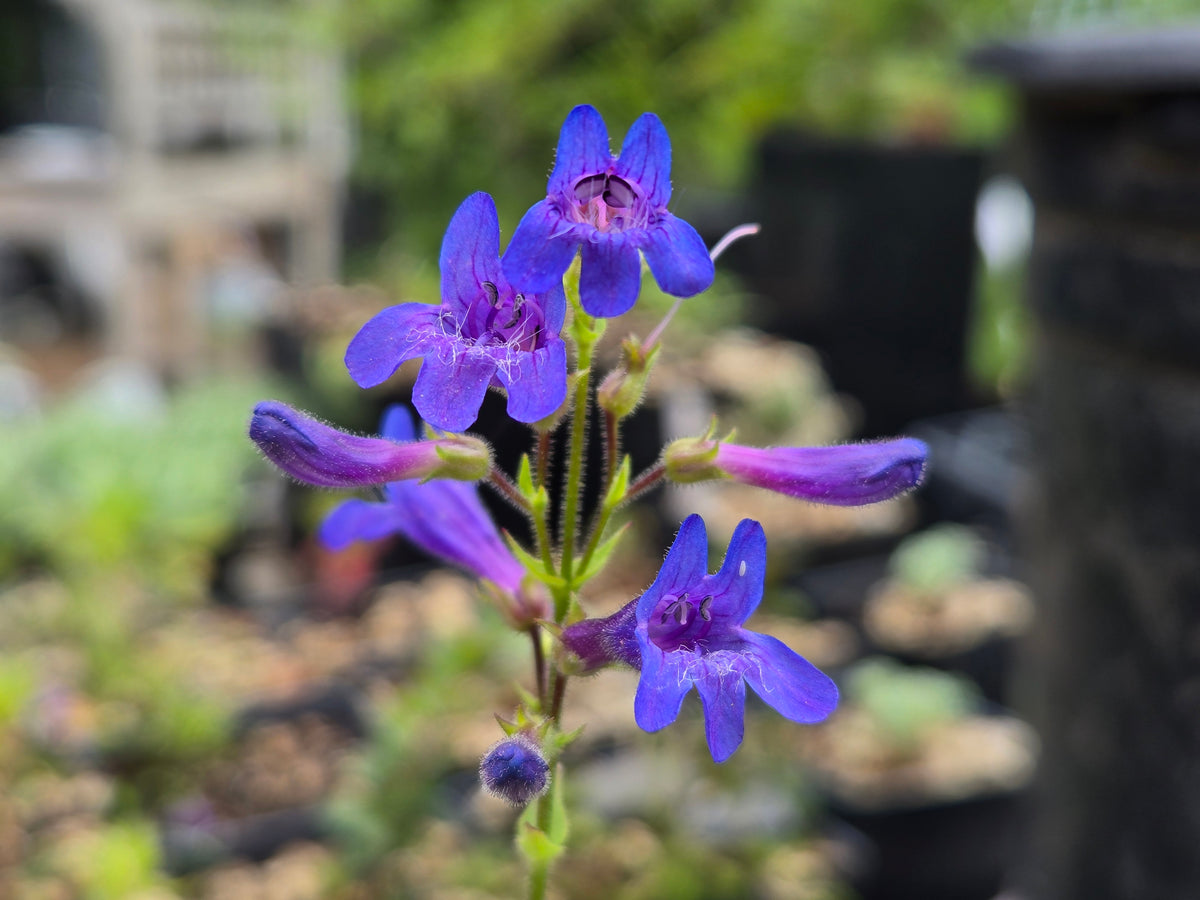 Penstemon subserratus
