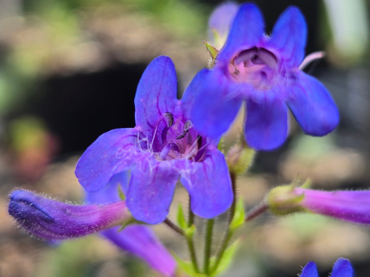 Penstemon subserratus