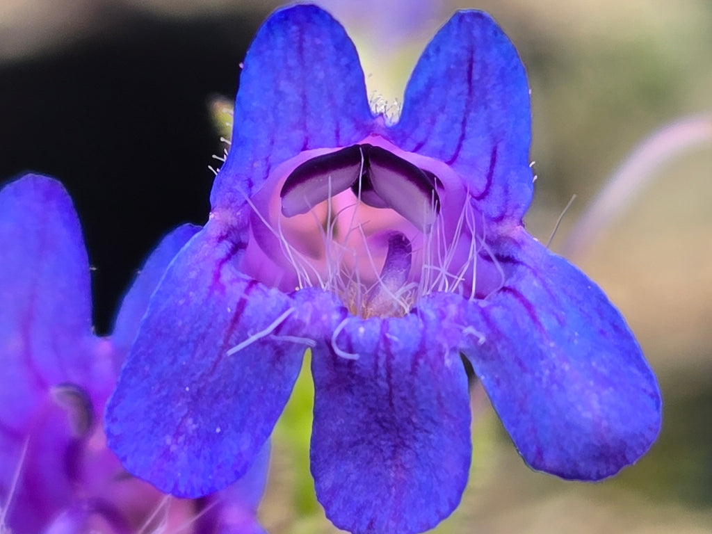 Penstemon subserratus