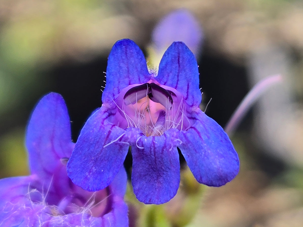 Penstemon subserratus