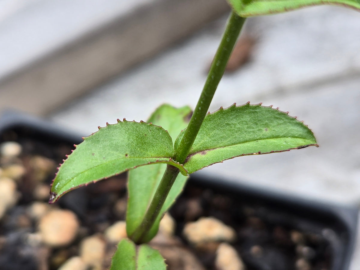 Penstemon subserratus